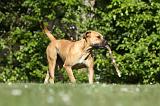 BOERBULL 071